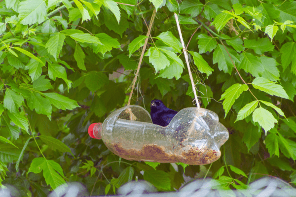 Plastic Bottle Bird Feeder - Repurposed Material
