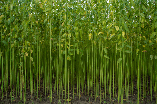 Cultivation of Jute Plant