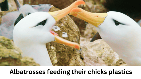 Albatrosses feeding their chicks plastics