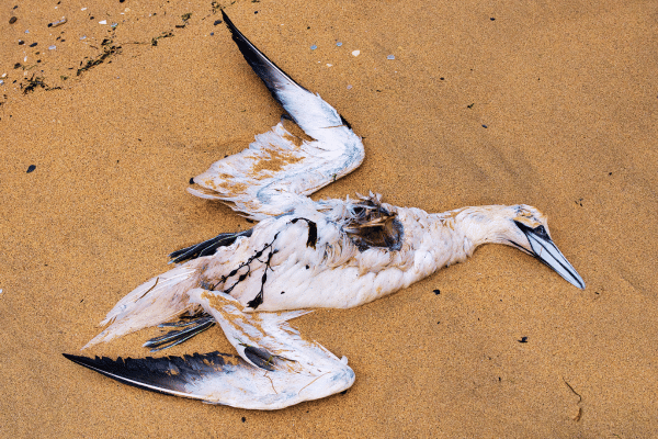 Death of Seabird because of Plastic Pollution