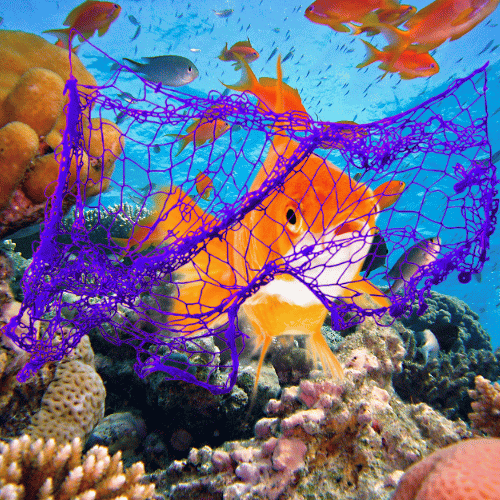 Fish Entangled in Plastic Net