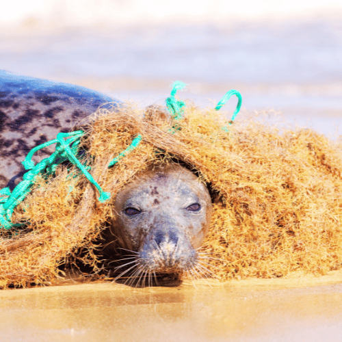 Seal Entangled in Plastic Net