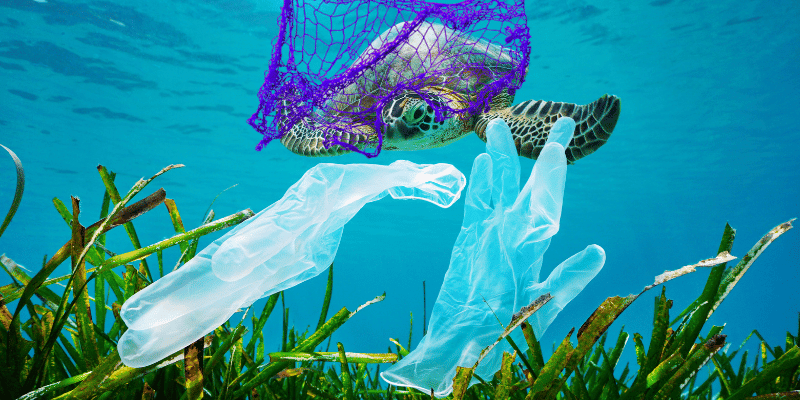 Turtle entangled in plastic pollution