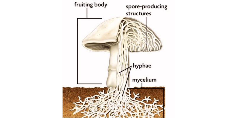Mycelium vs Mushroom
