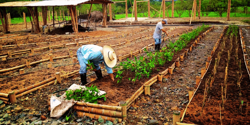 Bamboo Farming