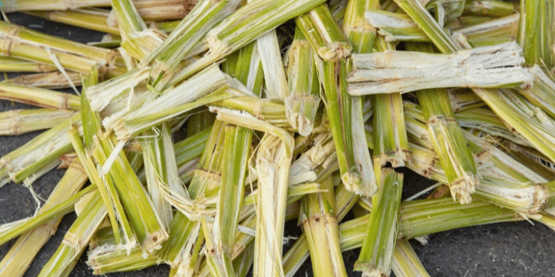 Sugarcane Bagasse