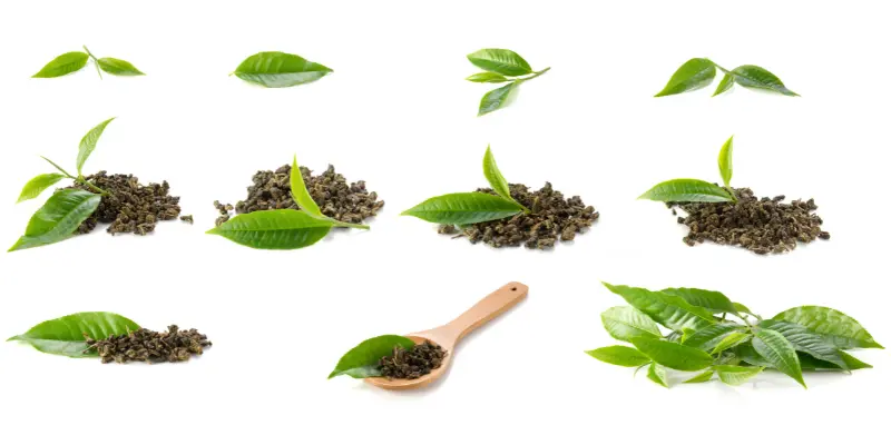 Tea Leaves