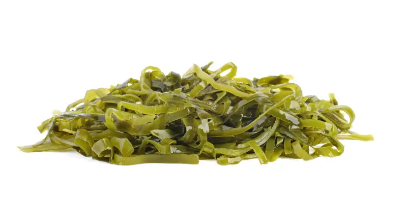 Seaweed