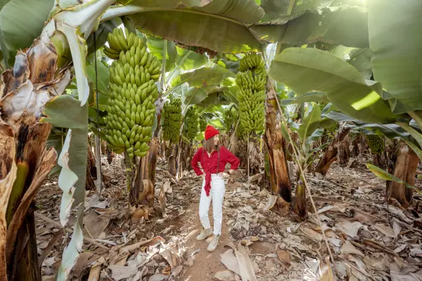 Banana Fiber Waste Packaging