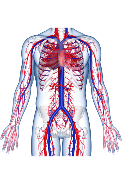 PFAS on Human Health